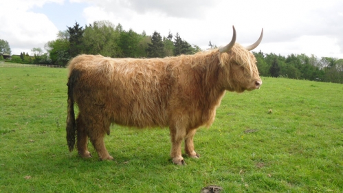 Dossan Sealbhar Of Coirefuar :: Woodstock Bower Farms' Dossan Sealbhar Of Coirefuar