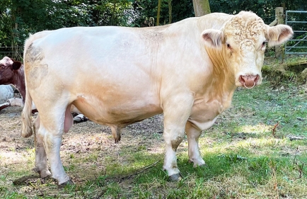 Mayfield North-East Legend :: Wenmar Beef Shorthorns' Mayfield North-East Legend - Photo taken August 2022