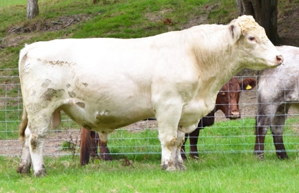 Mayfield North-East Legend :: Wenmar Beef Shorthorns' Mayfield North-East Legend - Photo taken September 2022