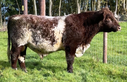 Runleymill Rupert :: Wenmar Beef Shorthorns' Runleymill Rupert - Photo taken October 2023