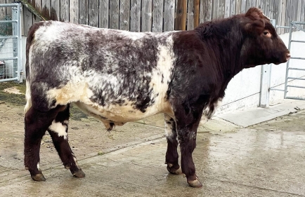 Runleymill Rupert :: Wenmar Beef Shorthorns' Runleymill Rupert - Photo taken December 2022