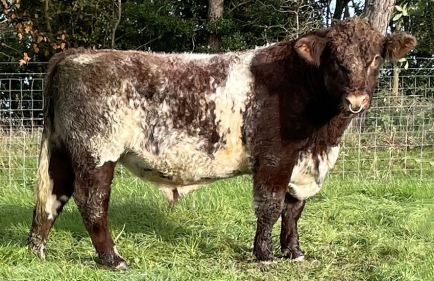 Runleymill Rupert :: Wenmar Beef Shorthorns' Runleymill Rupert - Photo taken October 2023