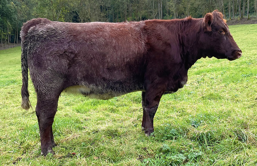 Beef Shorthorn Cows - Wenmar Beef Shorthorns